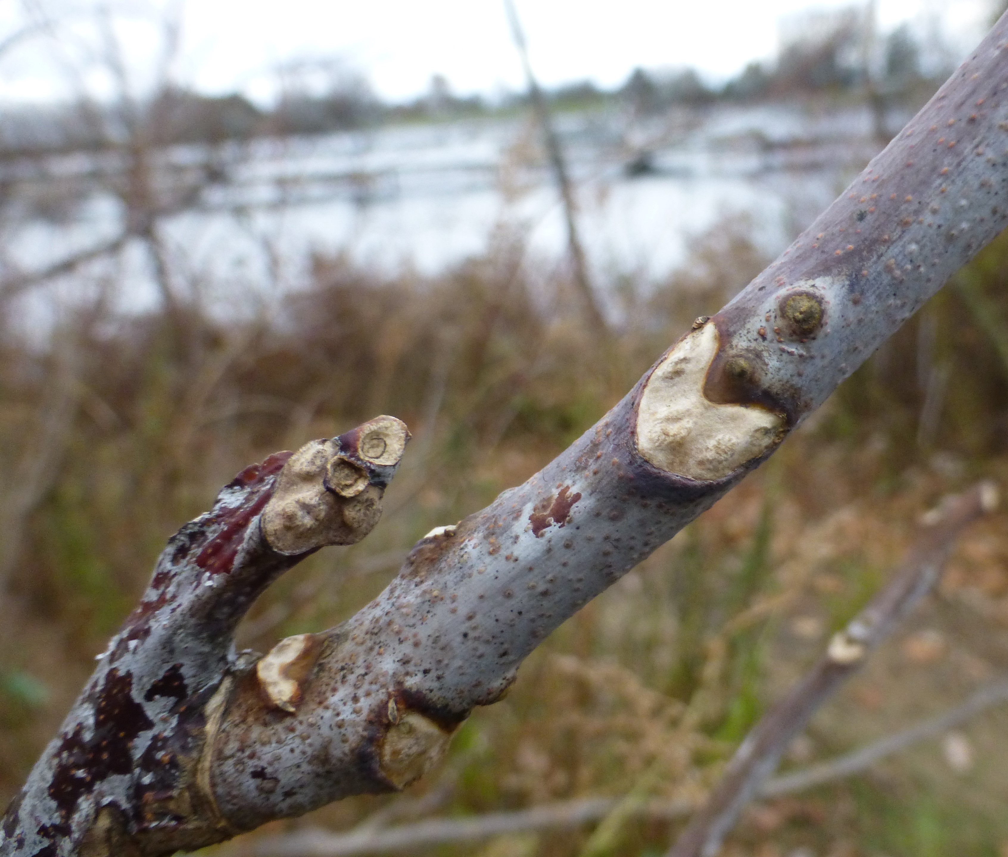 25 Kentucky Coffee Tree Facts Miles Hearn