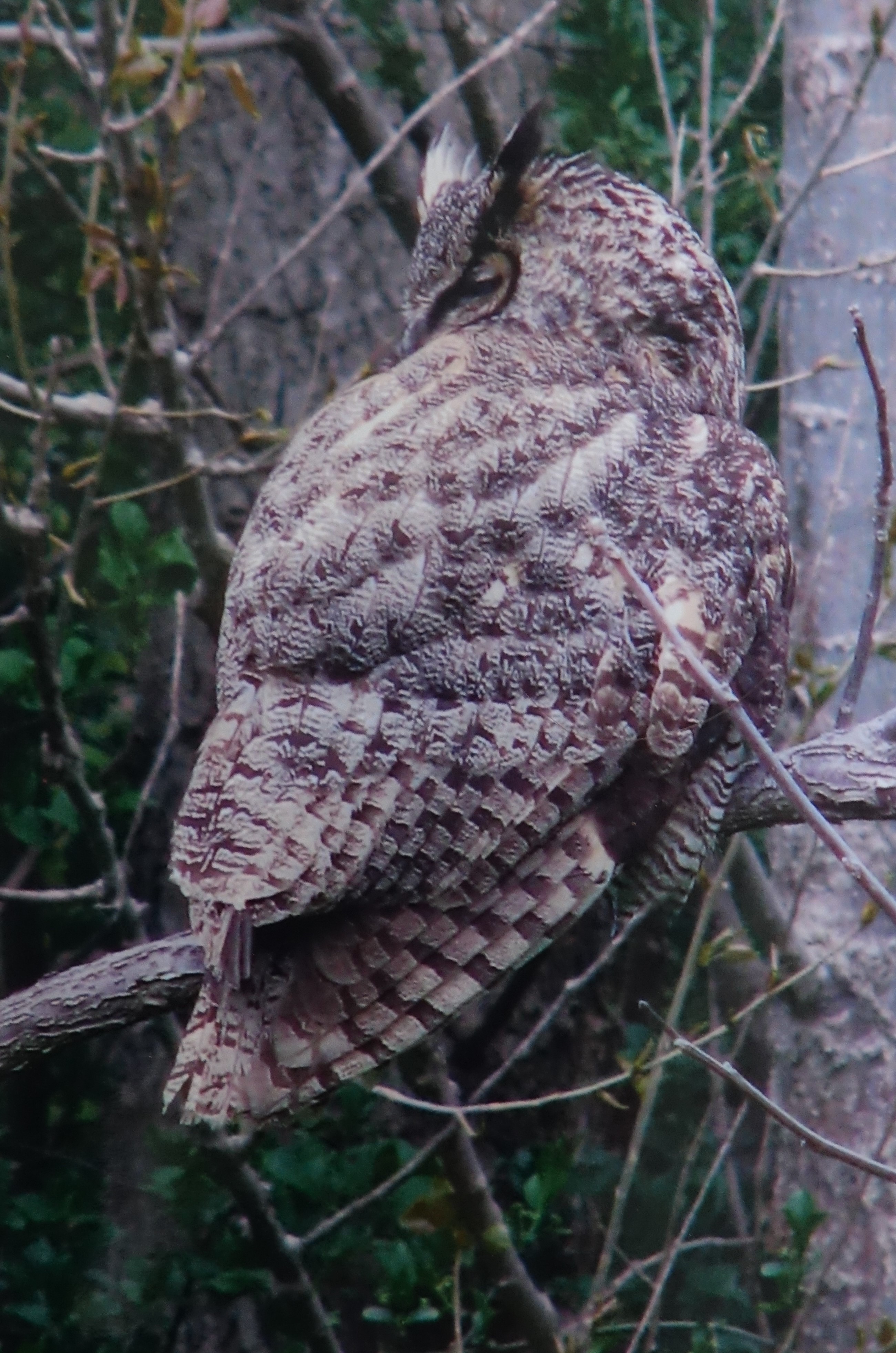Great Horned Owl Dr J. Murray Speirs Miles Hearn