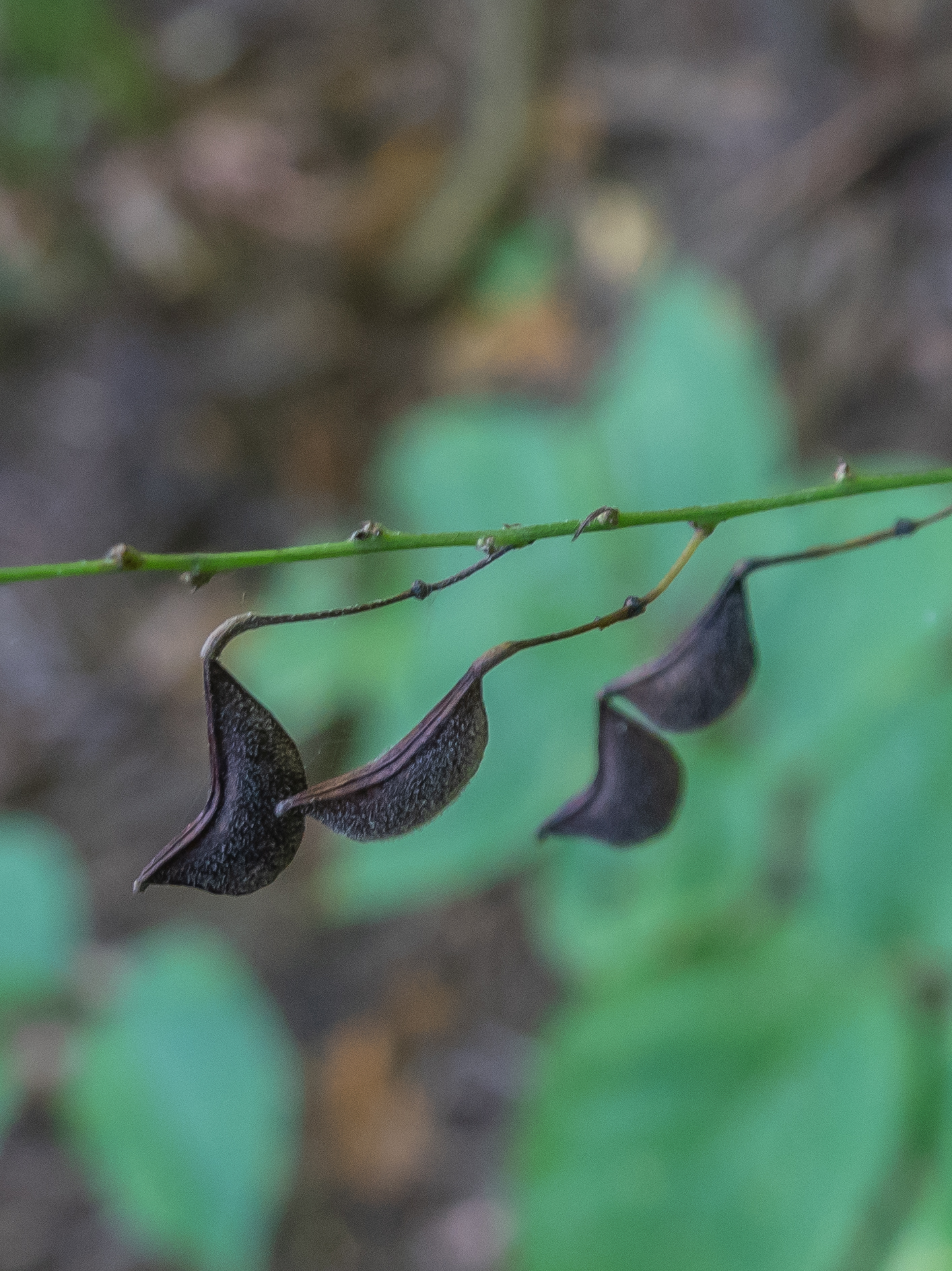 Plants with Seeds that Stick to your Clothing Miles Hearn