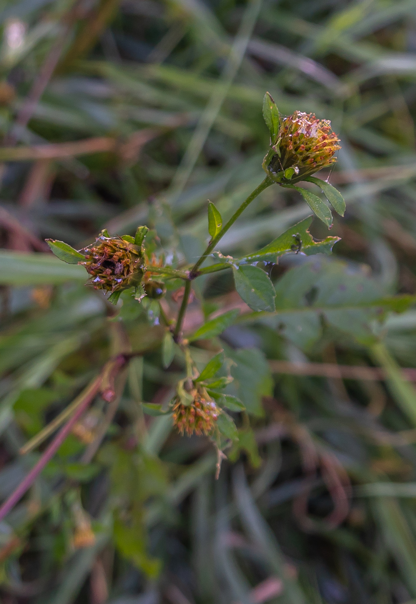 Plants with Seeds that Stick to your Clothing Miles Hearn