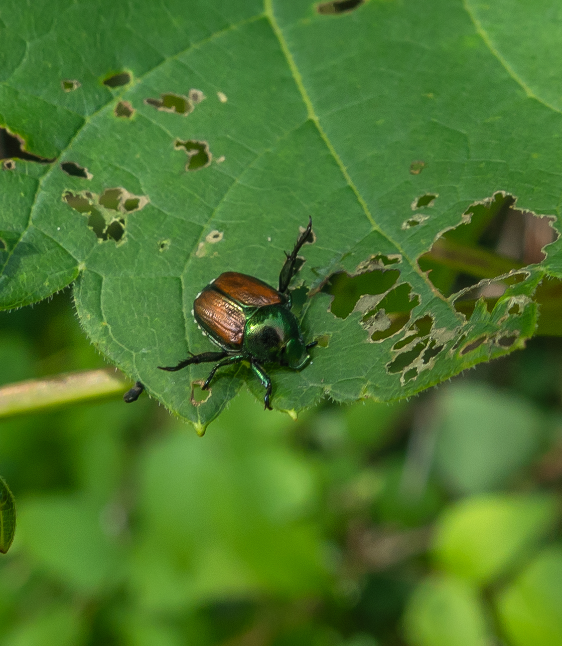 Many Japanese Beetles at Birkdale Ravine September 2020 Miles Hearn