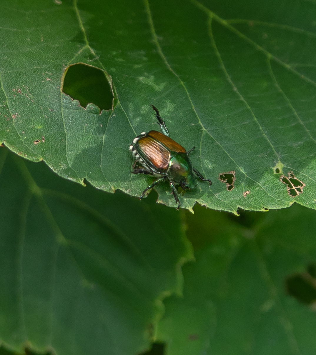 Many Japanese Beetles at Birkdale Ravine September 2020 Miles Hearn