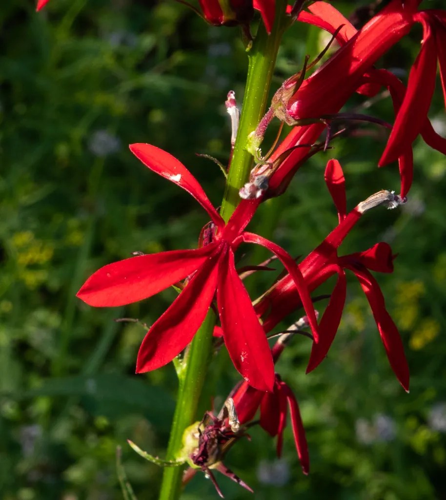 Cardinalflower by a Québec Stream August 2020 Miles Hearn