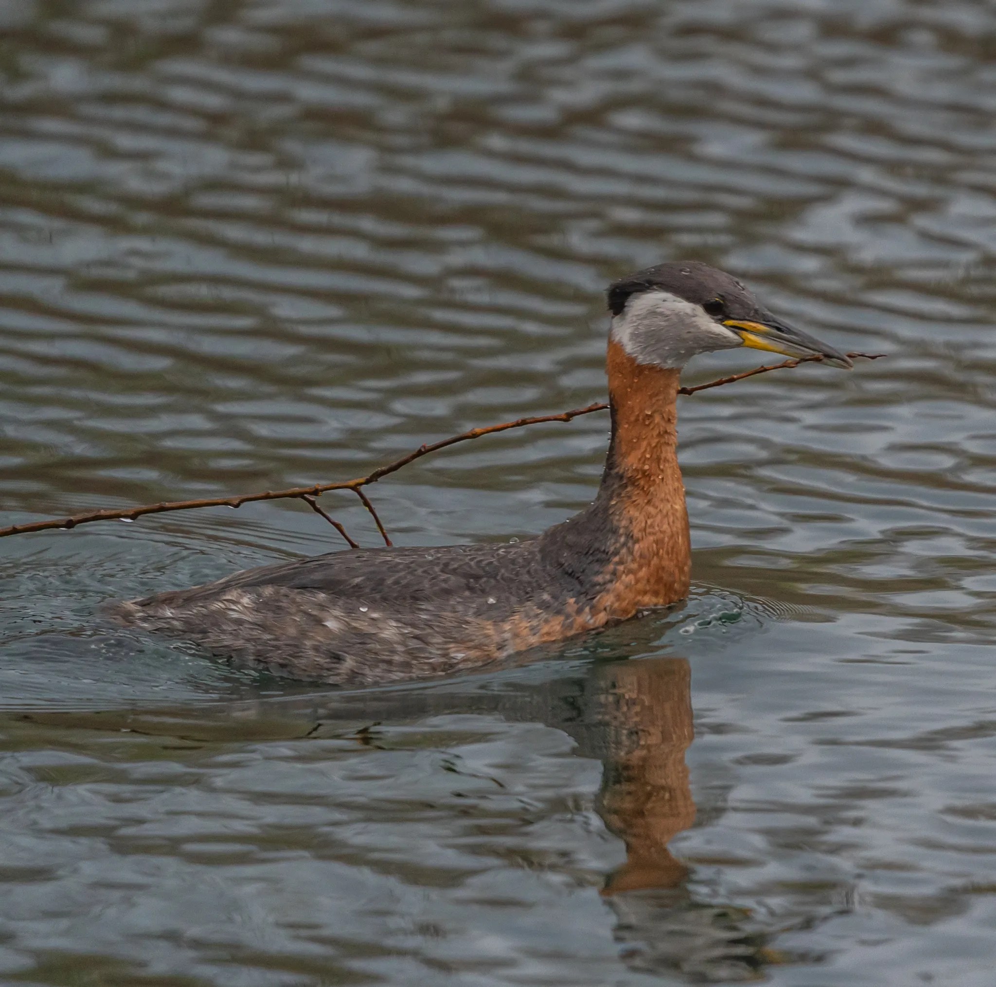 Rednecked Grebe Nest April 2021 Miles Hearn