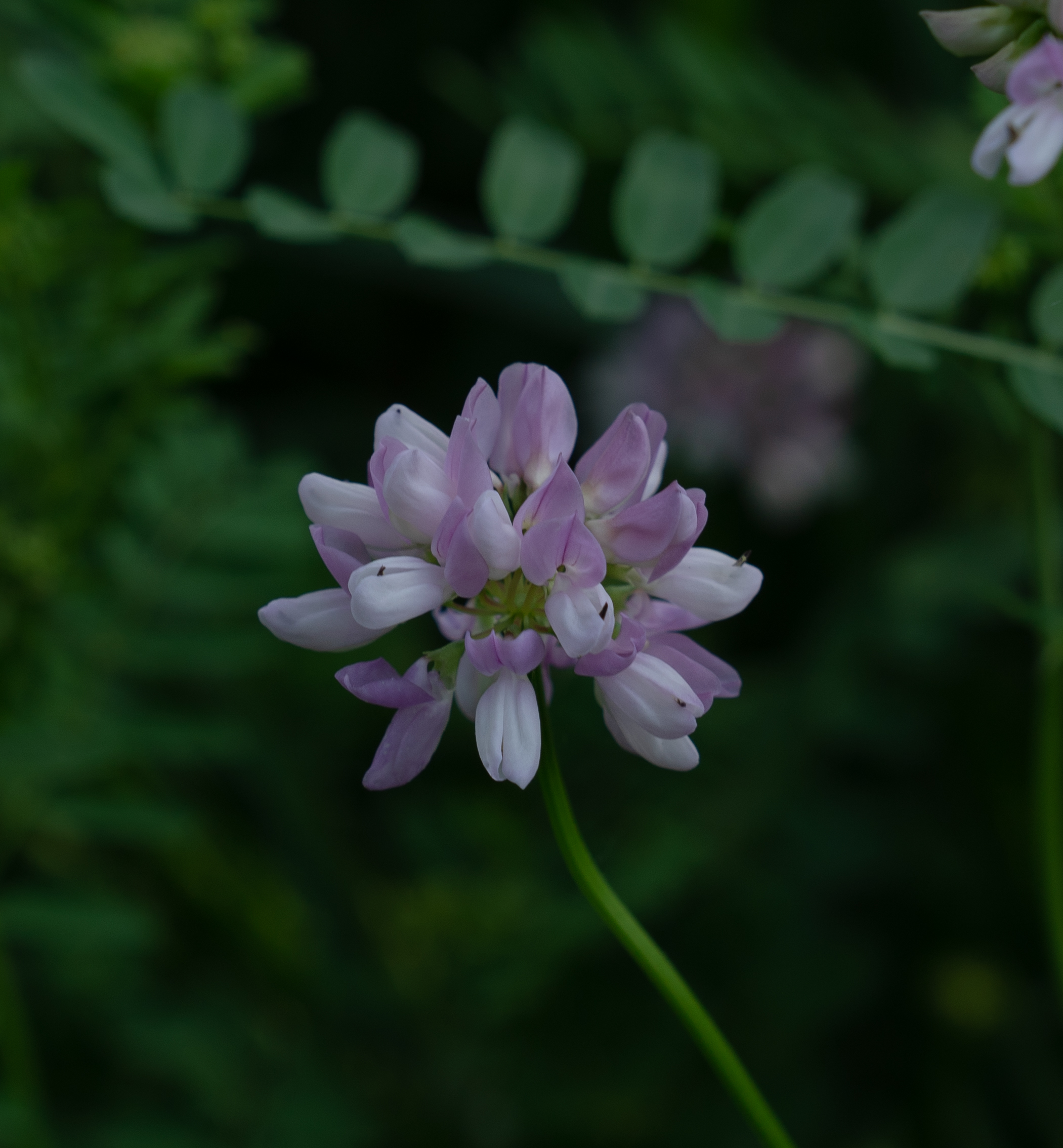 Cotton in Cottonwood Flats June 2021 Miles Hearn
