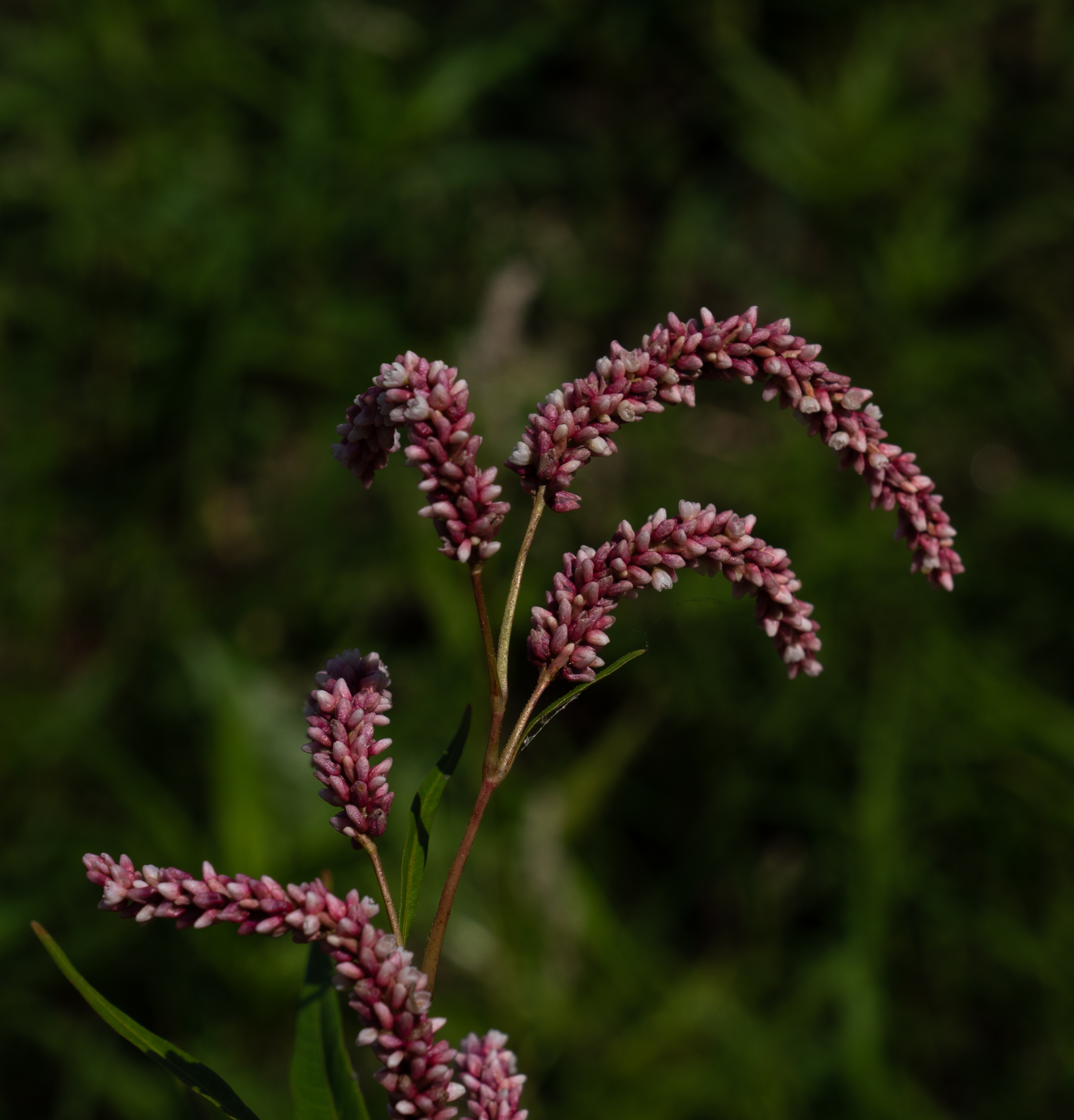 Nicolet Parc Écologique de L’Anse du Port August 2021 Miles Hearn
