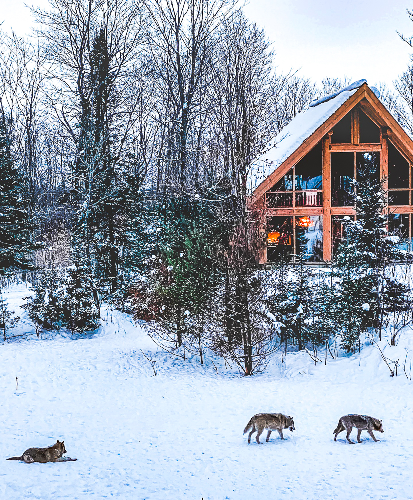Wolf Cabin Parc Omega Deals netla.hi.is