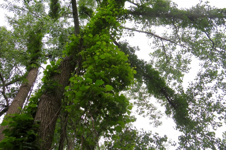 Milford Land Conservation Trust, Inc. Milford, CT