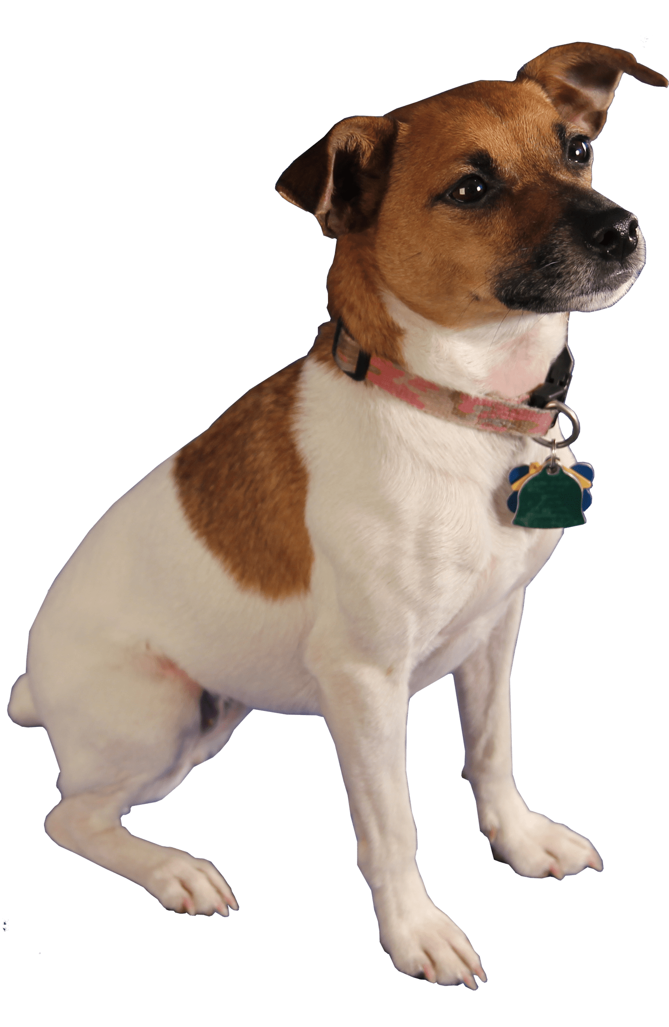 Bella, Bed Bug Dog Militerriers