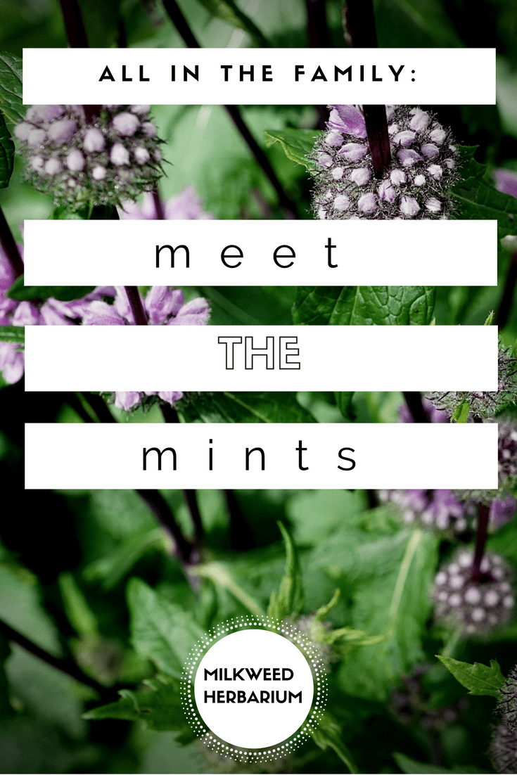 All In The Family Meet The Mints (7 Lamiaceae Plants to Love)