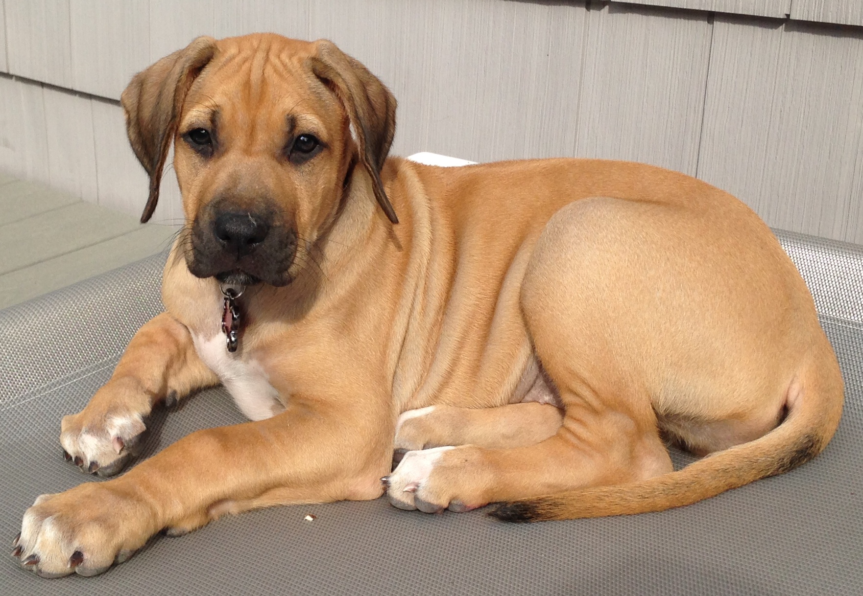 Vesper MillaBella Rhodesian Ridgebacks Rhodesian Ridgeback Breeder