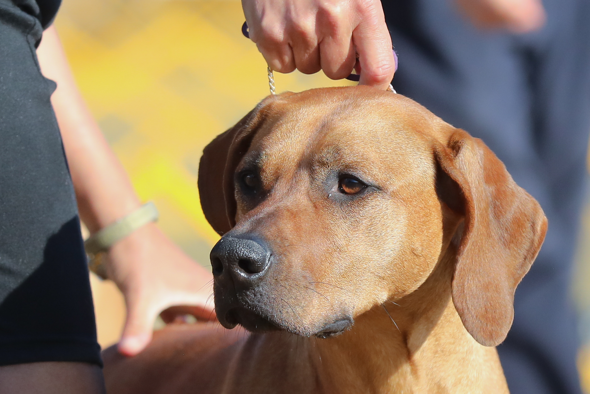 BIANCA MillaBella Rhodesian Ridgebacks Rhodesian Ridgeback Breeder
