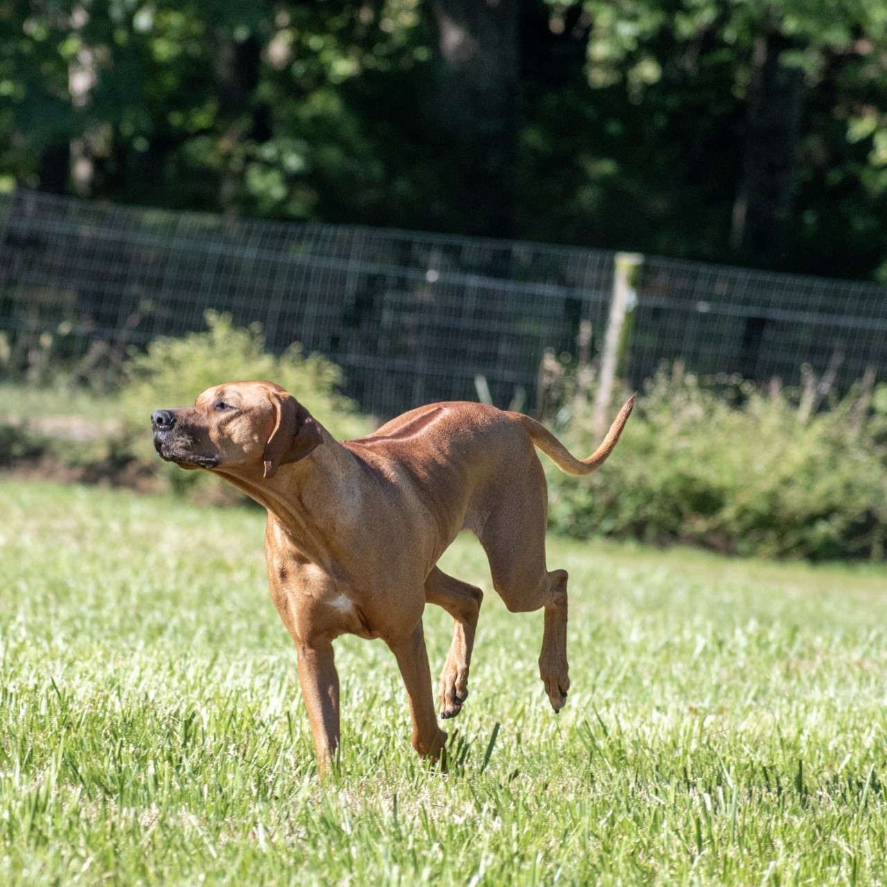 BIANCA MillaBella Rhodesian Ridgebacks Rhodesian Ridgeback Breeder