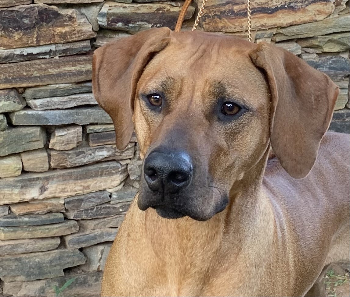 BIANCA MillaBella Rhodesian Ridgebacks Rhodesian Ridgeback Breeder