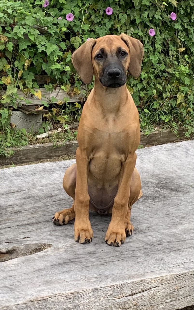 FAMILY SHOTS MillaBella Rhodesian Ridgebacks Rhodesian Ridgeback