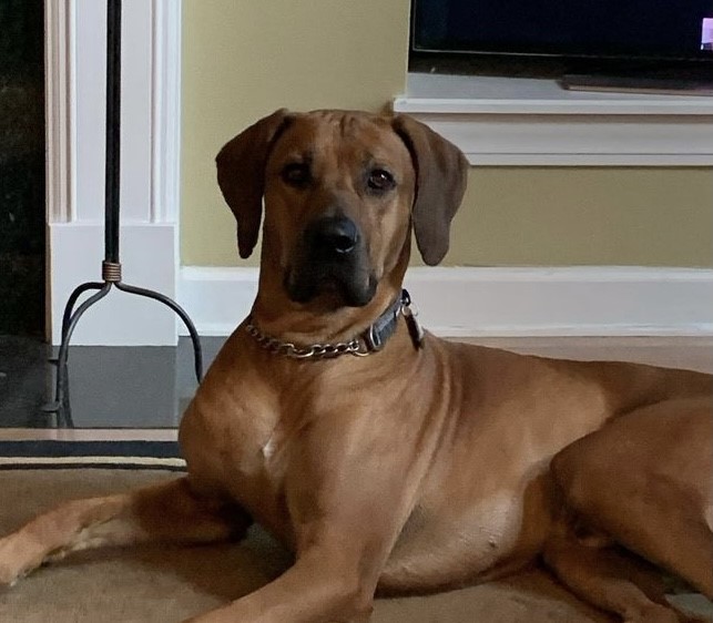 MILLABELLA FAMILY MillaBella Rhodesian Ridgebacks Rhodesian