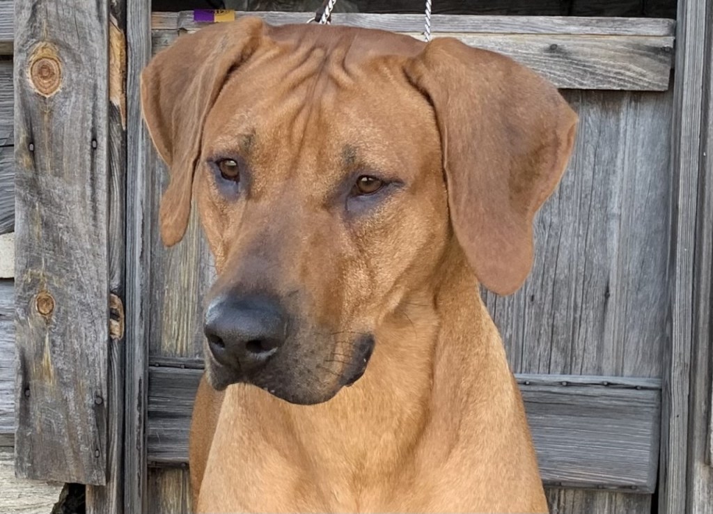 SOLO MillaBella Rhodesian Ridgebacks Rhodesian Ridgeback Breeder