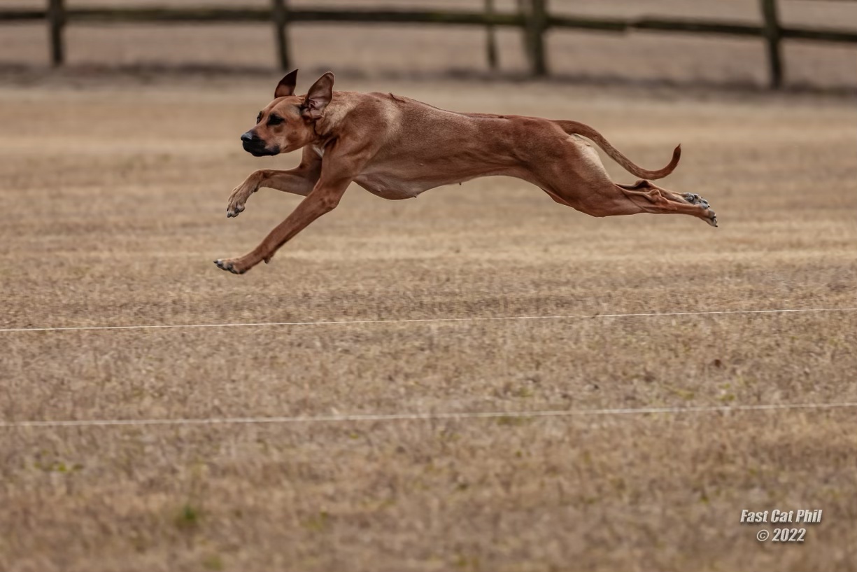 EVA MillaBella Rhodesian Ridgebacks Rhodesian Ridgeback Breeder