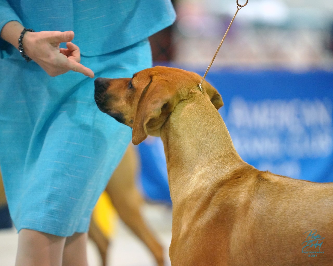 EVA MillaBella Rhodesian Ridgebacks Rhodesian Ridgeback Breeder