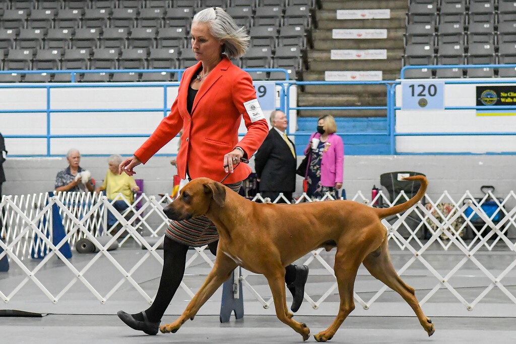 LEO MillaBella Rhodesian Ridgebacks Rhodesian Ridgeback Breeder