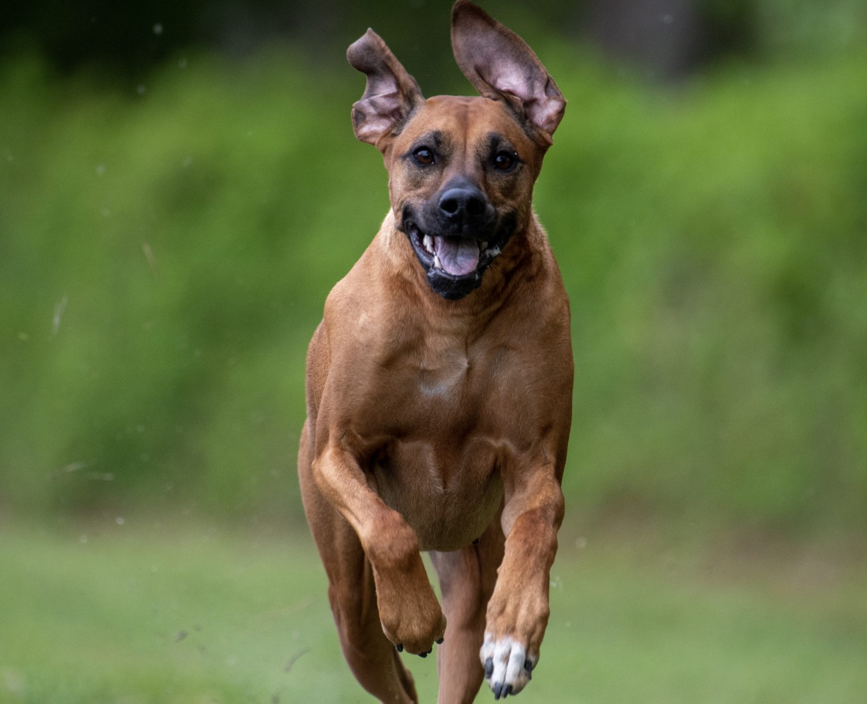 EVIE MillaBella Rhodesian Ridgebacks Rhodesian Ridgeback Breeder