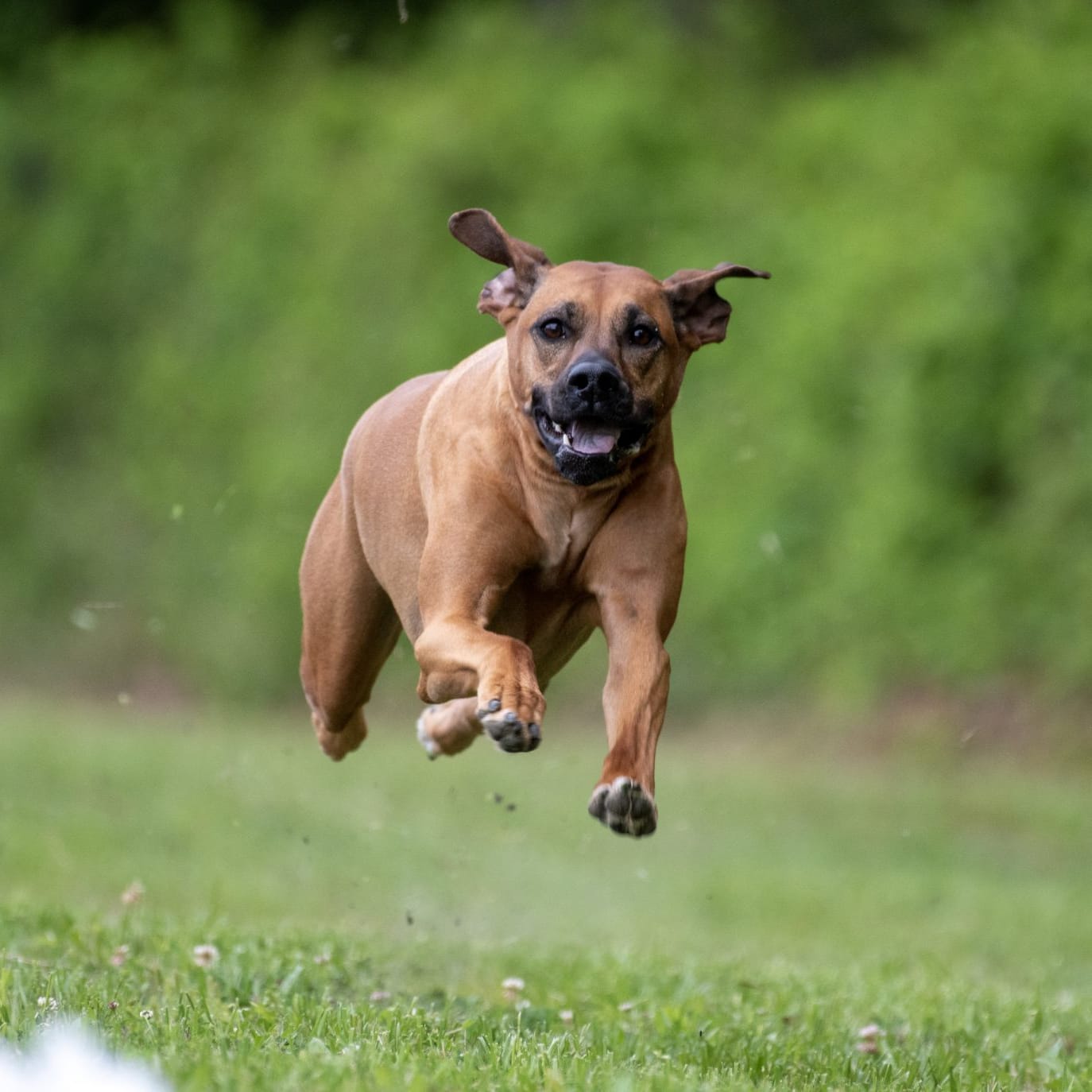 EVIE MillaBella Rhodesian Ridgebacks Rhodesian Ridgeback Breeder