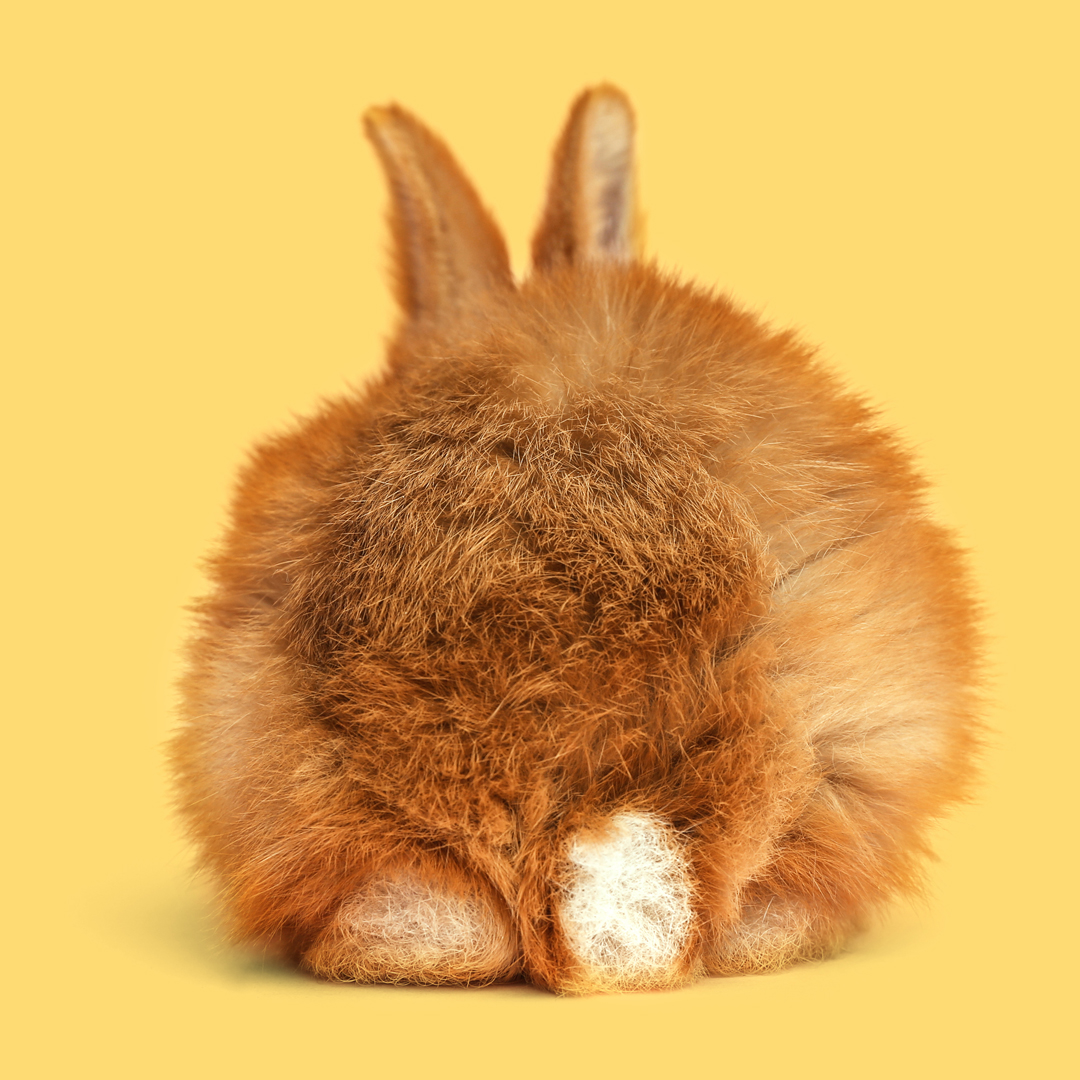 How to Rabbits Digest Rabbit Digestive System