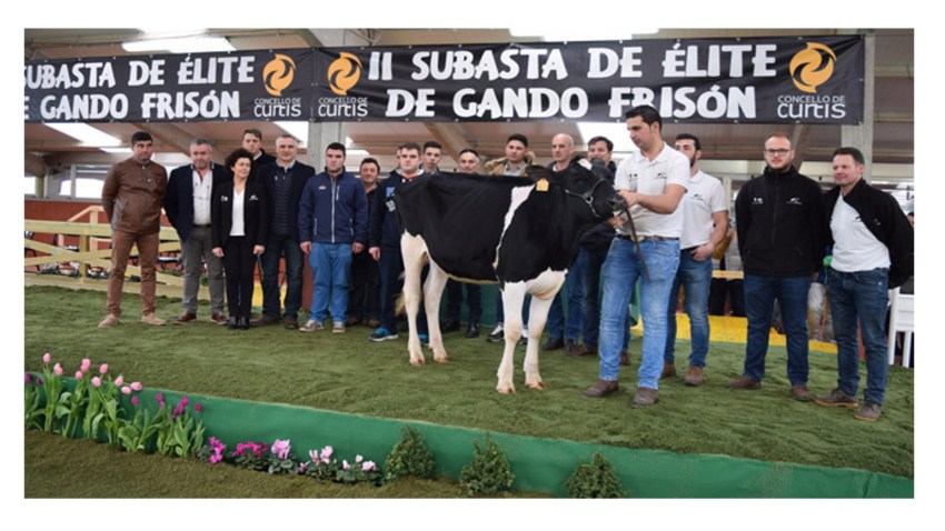 La mejor ternera Frisona es España es Gallega 1920