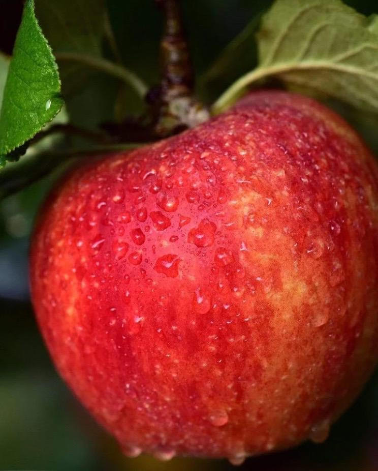 Millbrook Community Orchard Day Millbrook Parish Council