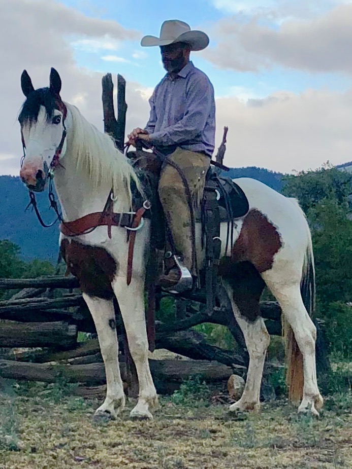 Trail Horses and Mules