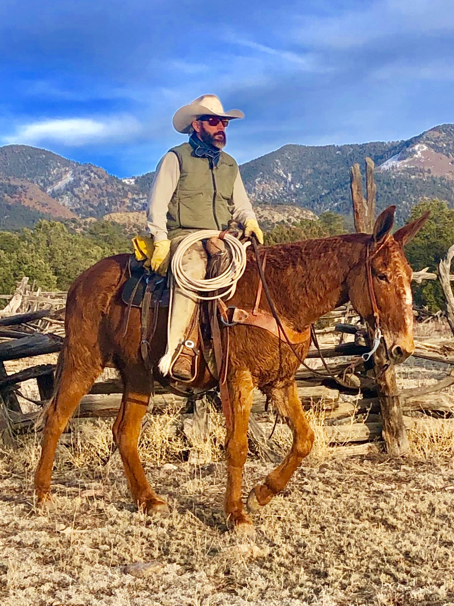 Mountain trail hunting mule