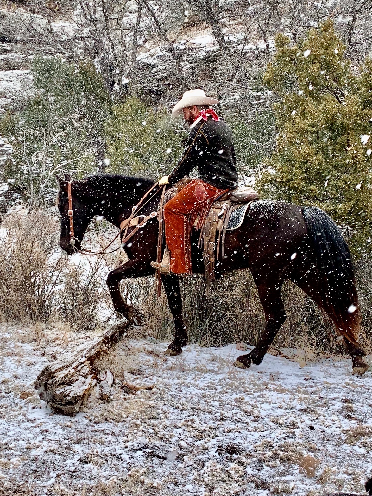 Mountain Trail Horse