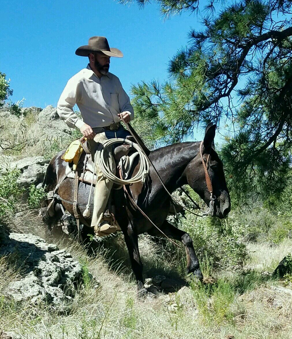 Mountain trail mule