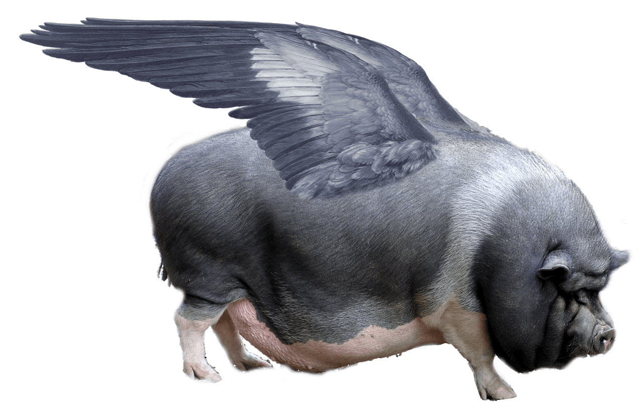 Tales of a Veterinary Spouse 12 When Pigs Fly The Millennium