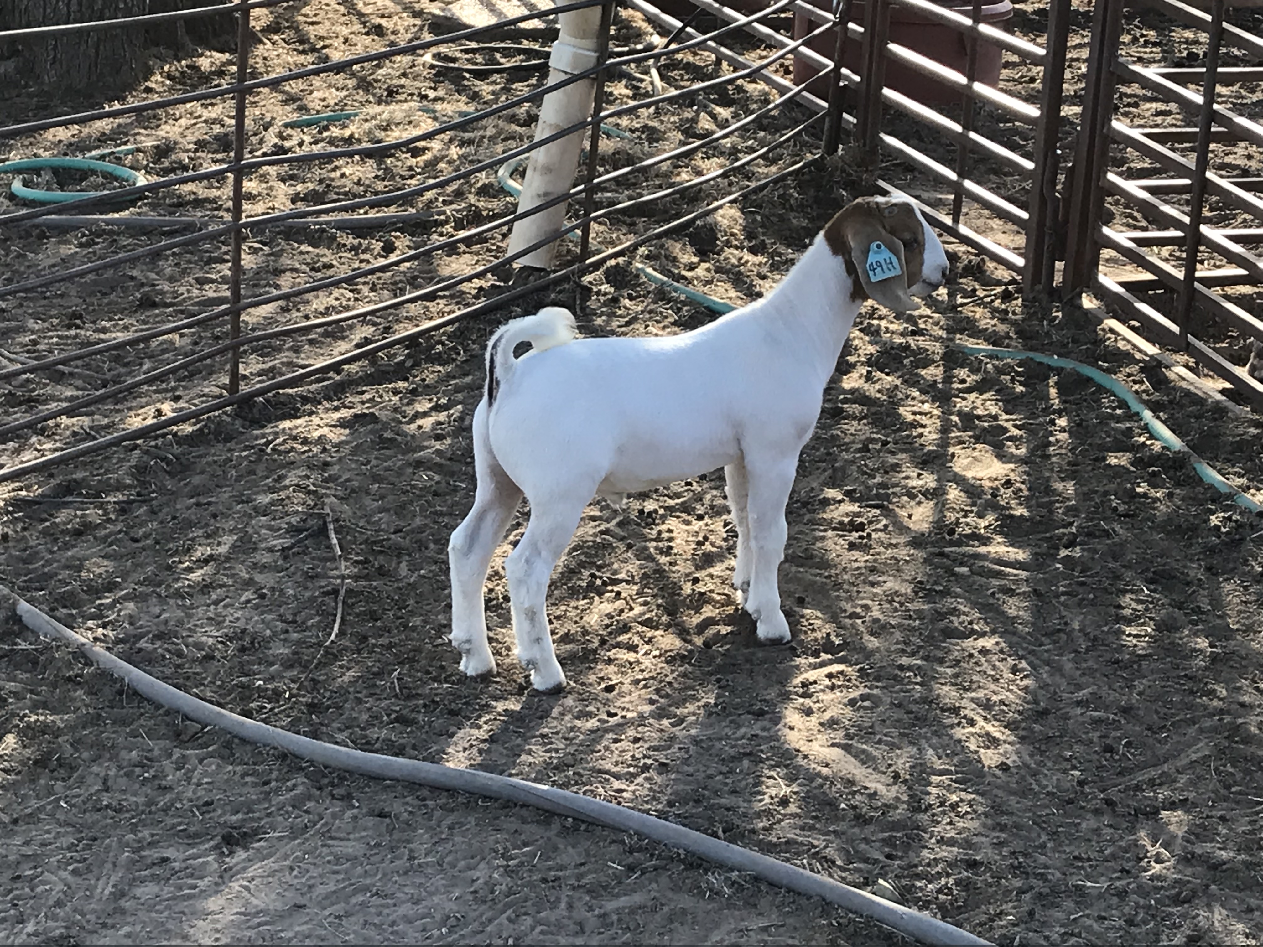 Miller Show Goats Show Goats, Show Wethers, Boer Nannies, Boer Does