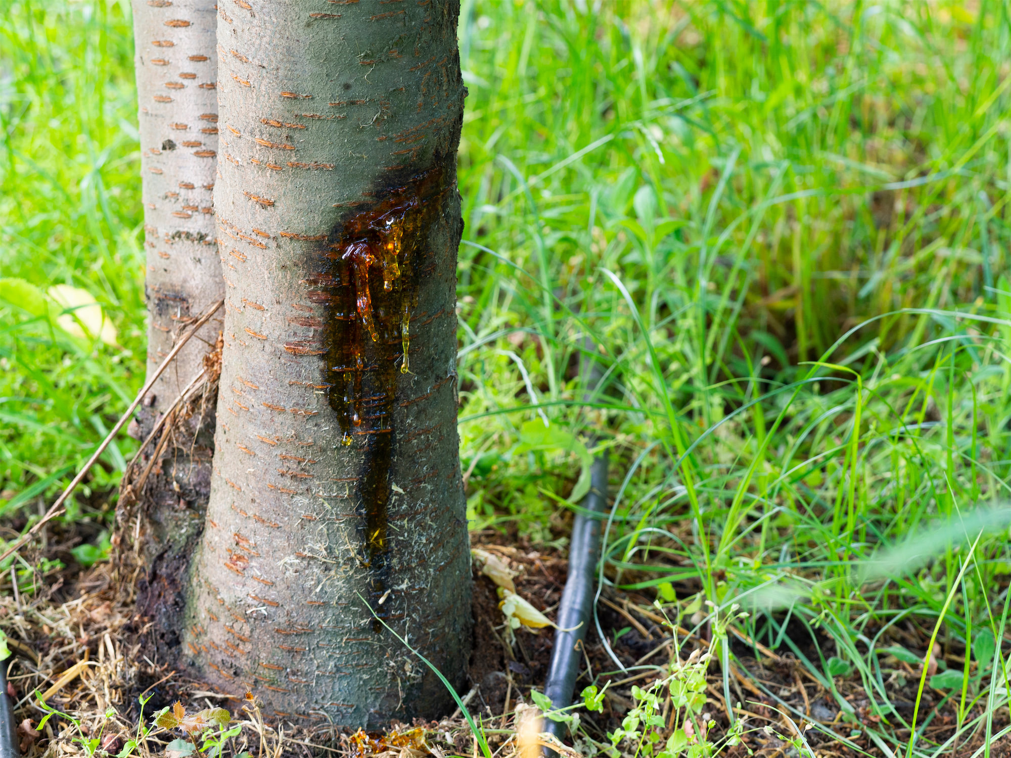 Tree Diseases in Florida and How to Spot Them Tree Care by Robert