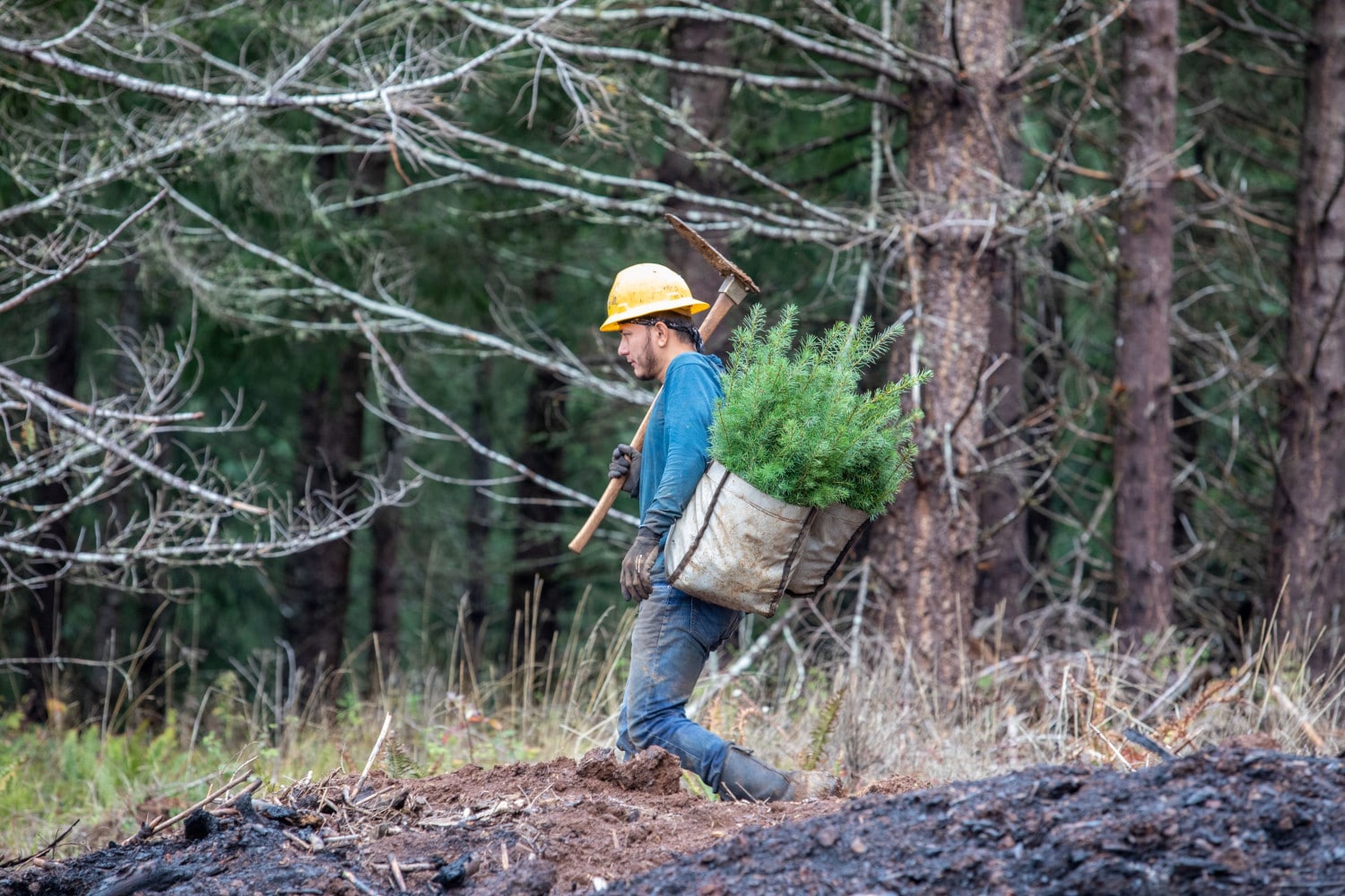 Tree Planting Reforestation Service in Oregon and Washington Miller