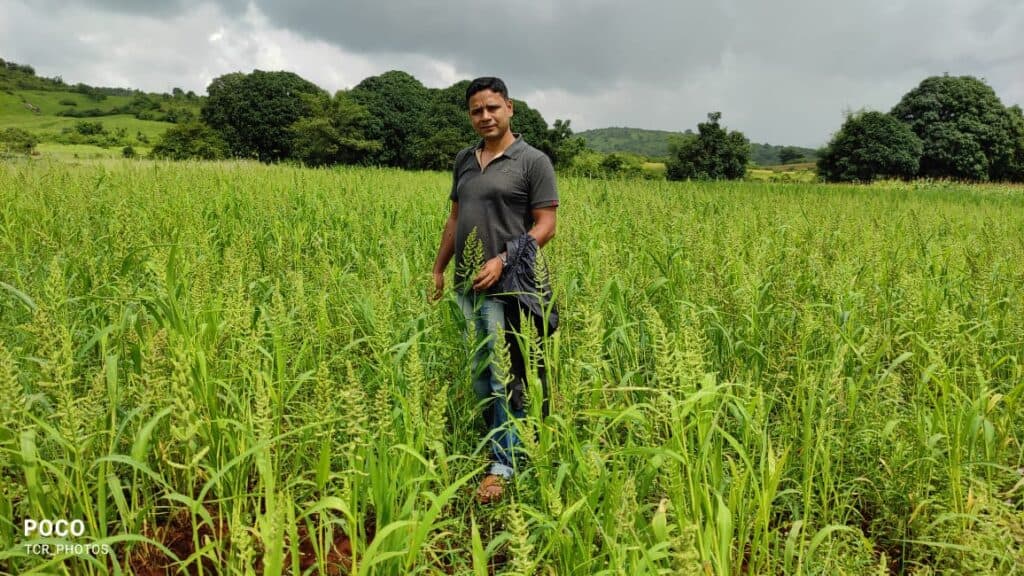 Millet Farming Millet Advisor