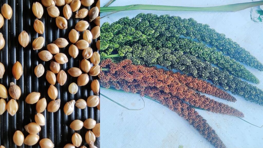 10 Amazing Health Benefits of Foxtail Millet Millet Advisor