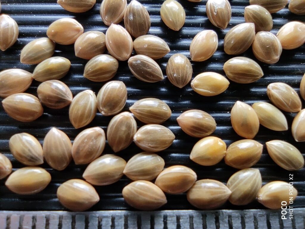 How Proso Millet is Good for You and the Farmers Millet Advisor