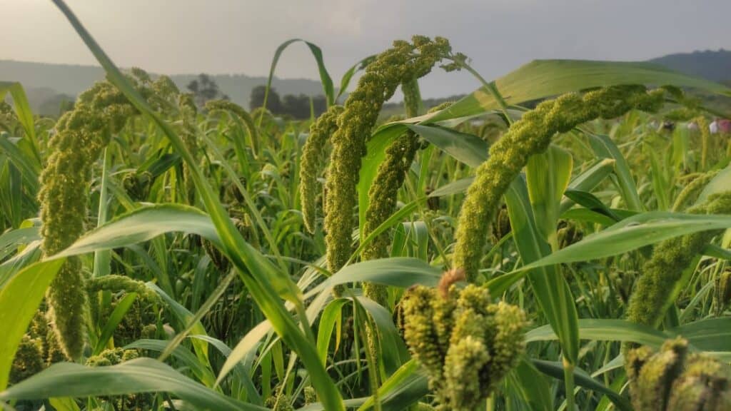 Millet Vs Quinoa Which grain is better for you in 2024?