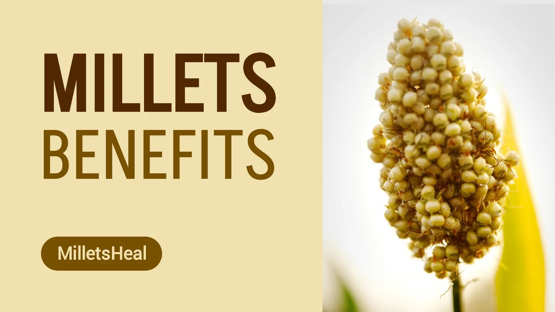 Millets for Better Health Types, Benefits, and Delicious Recipes