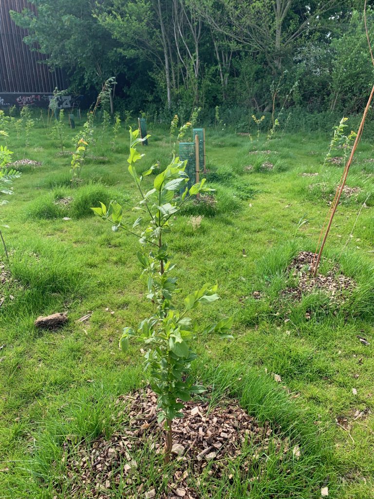 Baby trees thriving Millfields Users Group