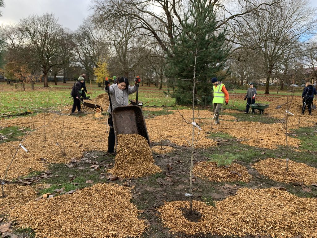 New miniwoodlands in North Millfields Millfields Users Group