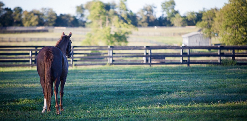 Millford Farm Midway KY