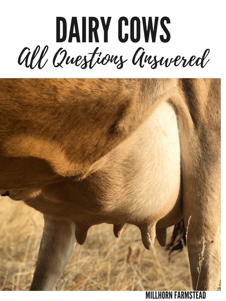 Dairy Cows FAQ Millhorn Farmstead