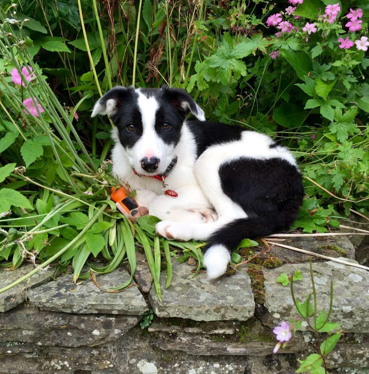 Dog Toys Best Dog Toys for a Puppy Millie's Pet Services