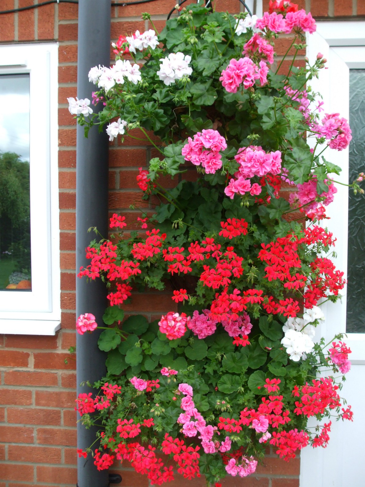 Geranium hanging basket Millie Thom