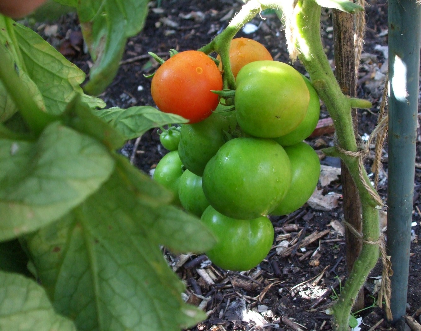 Ripening outdoor tomatoes Millie Thom