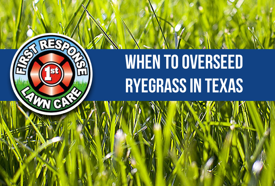 When to Overseed Ryegrass in Texas Millikens Irrigation & Lawn